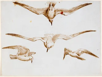 Seagulls